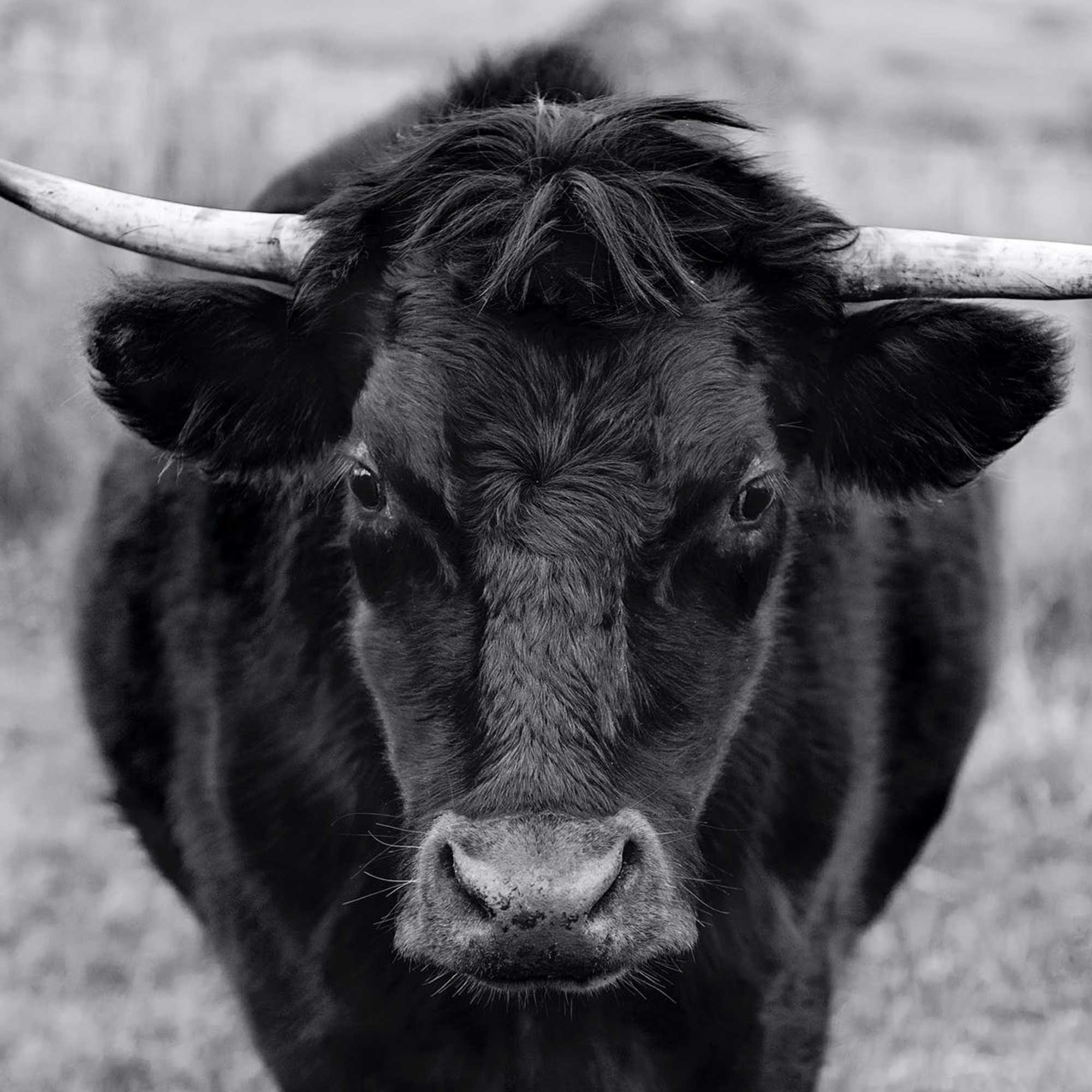 Dana -- Birlik Hayvancılık