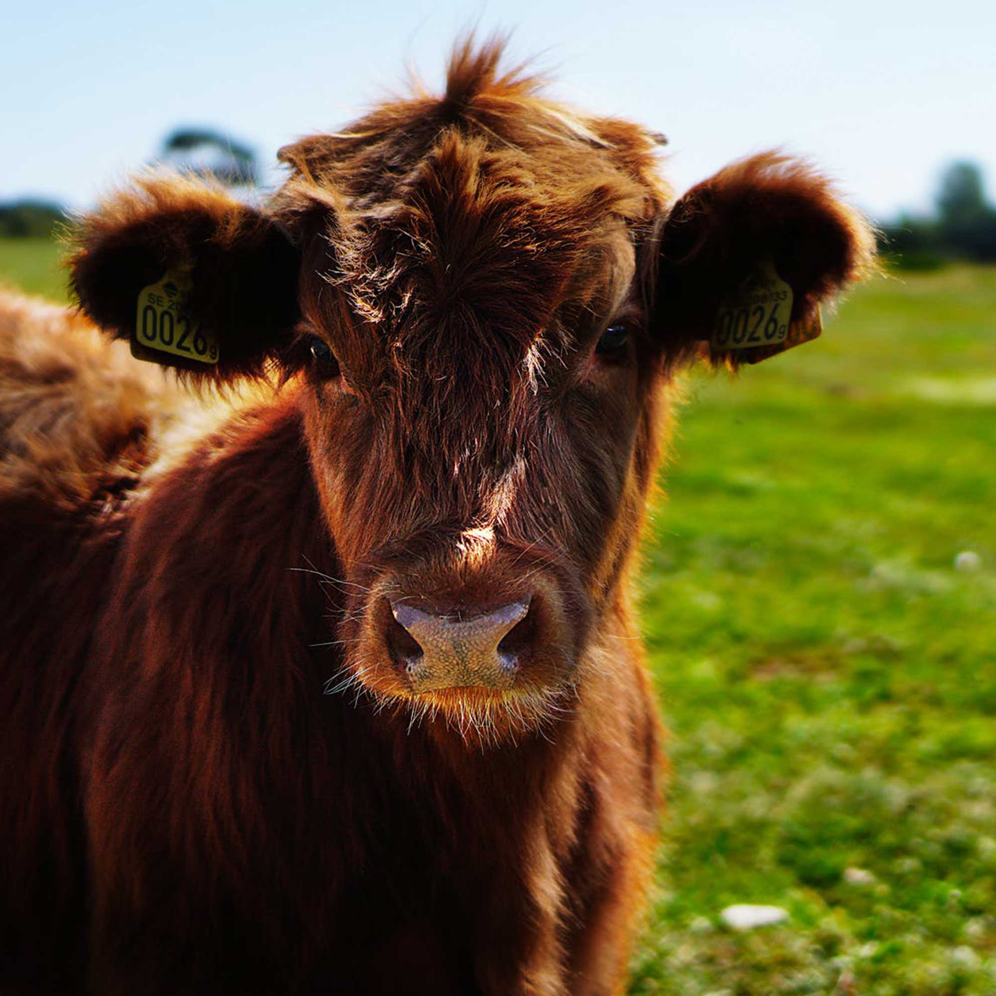 Düve -- Birlik Hayvancılık