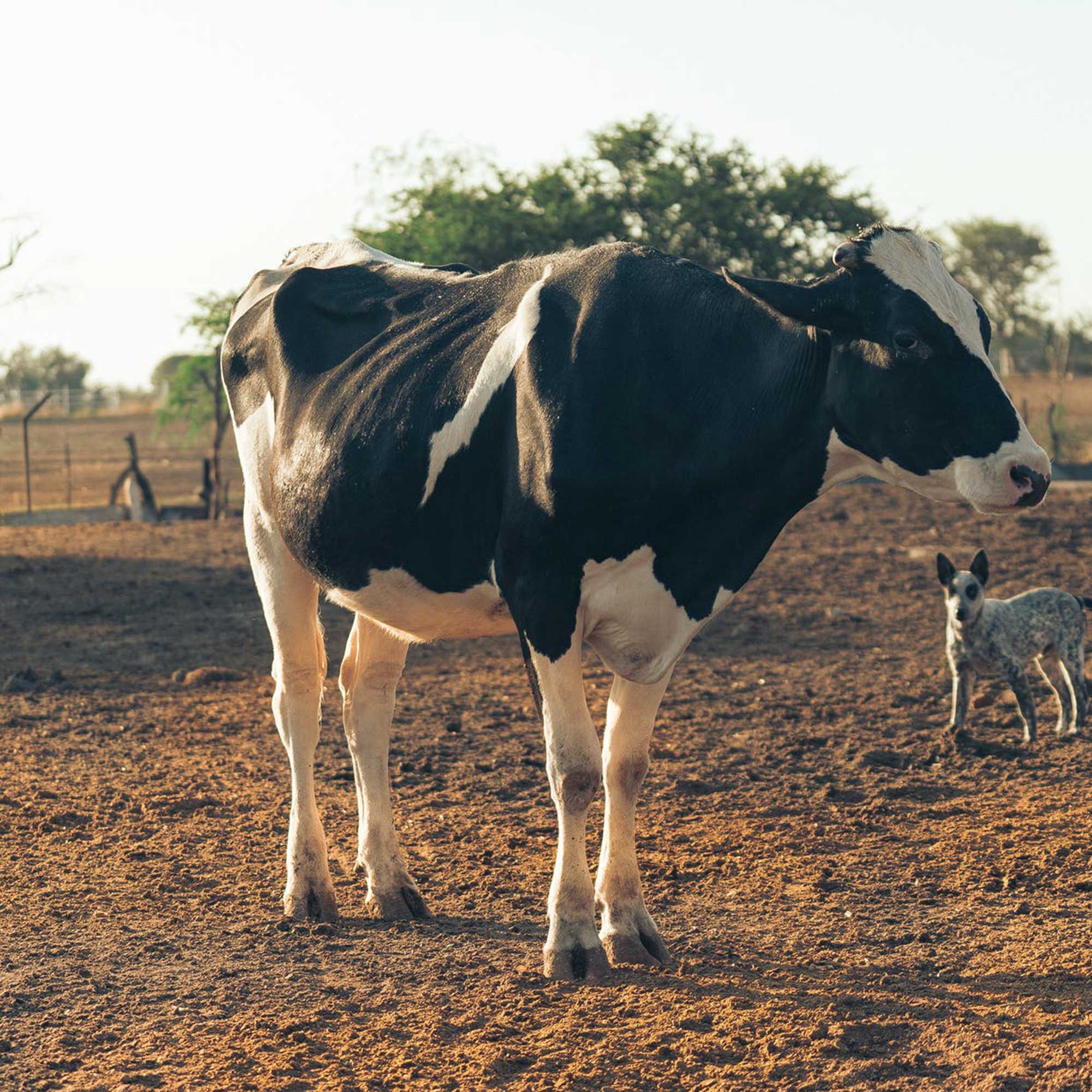 İnek -- Birlik Hayvancılık