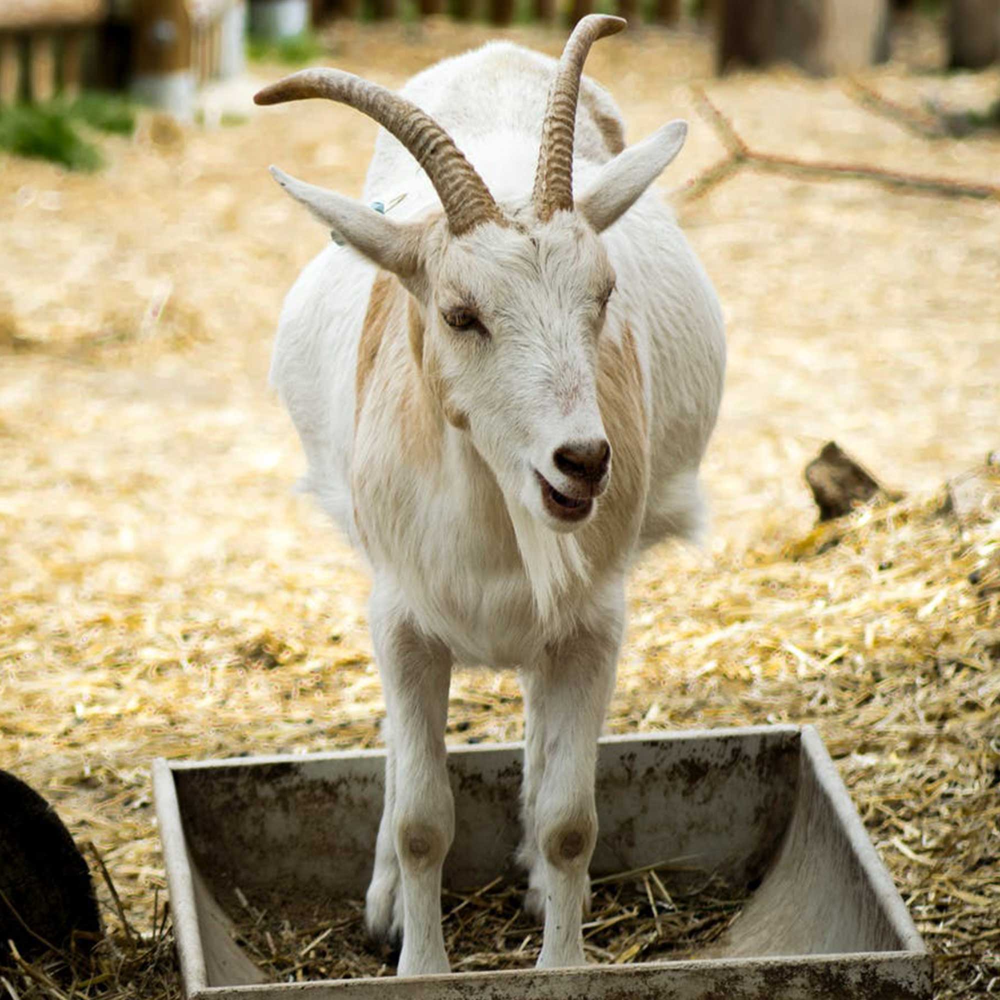 Keçi -- Birlik Hayvancılık