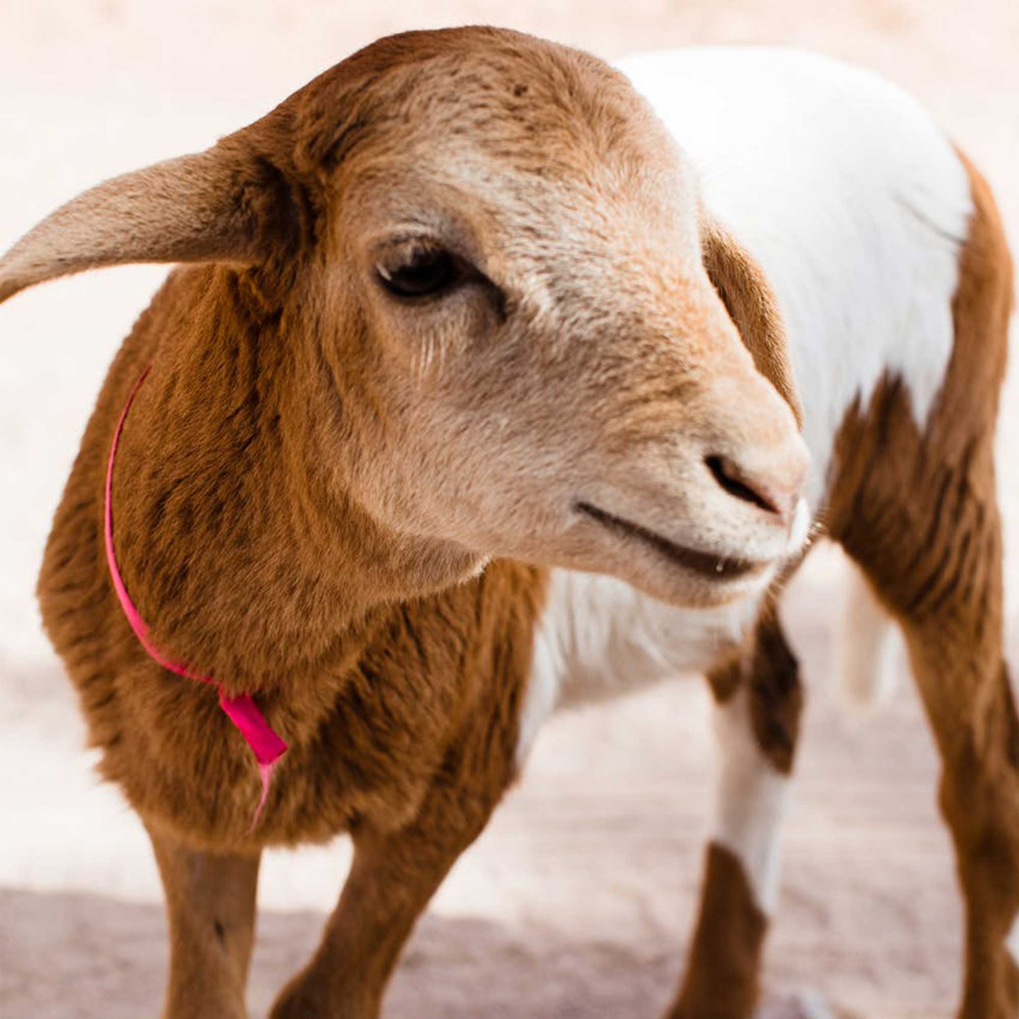 Kuzu -- Birlik Hayvancılık