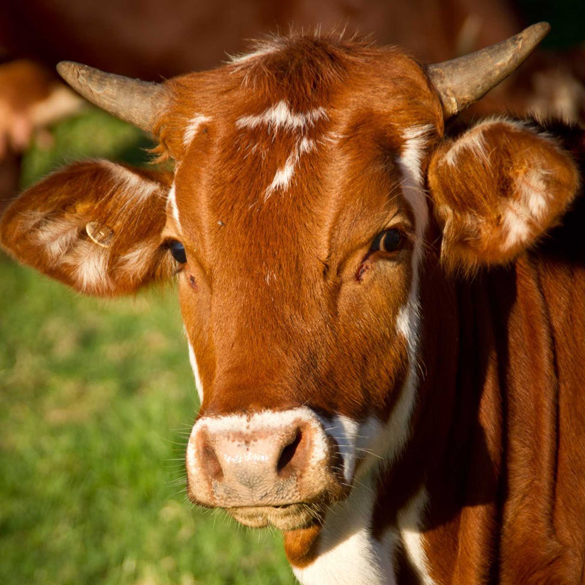 Birlik Hayvancılık