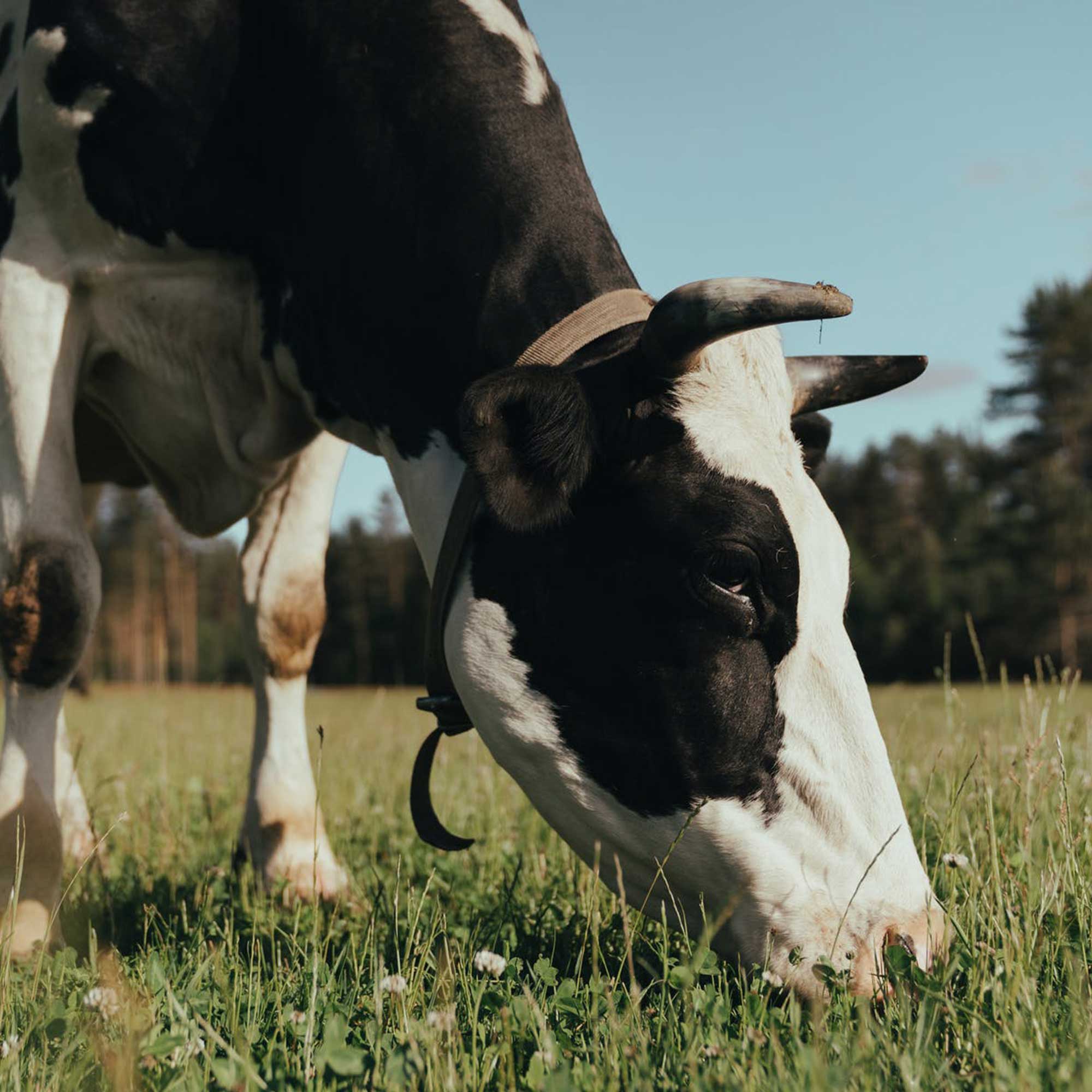 Birlik Hayvancılık