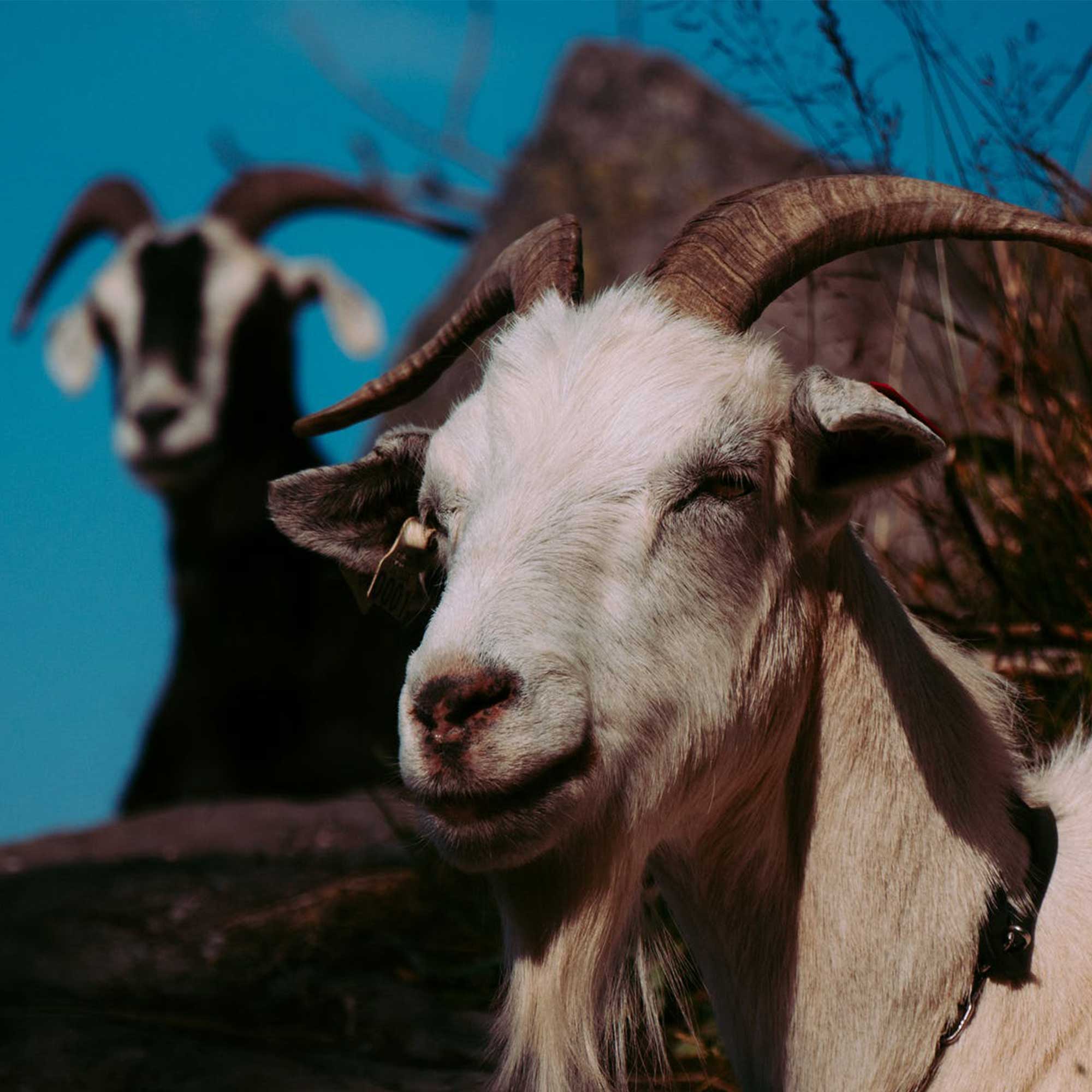 Birlik Hayvancılık