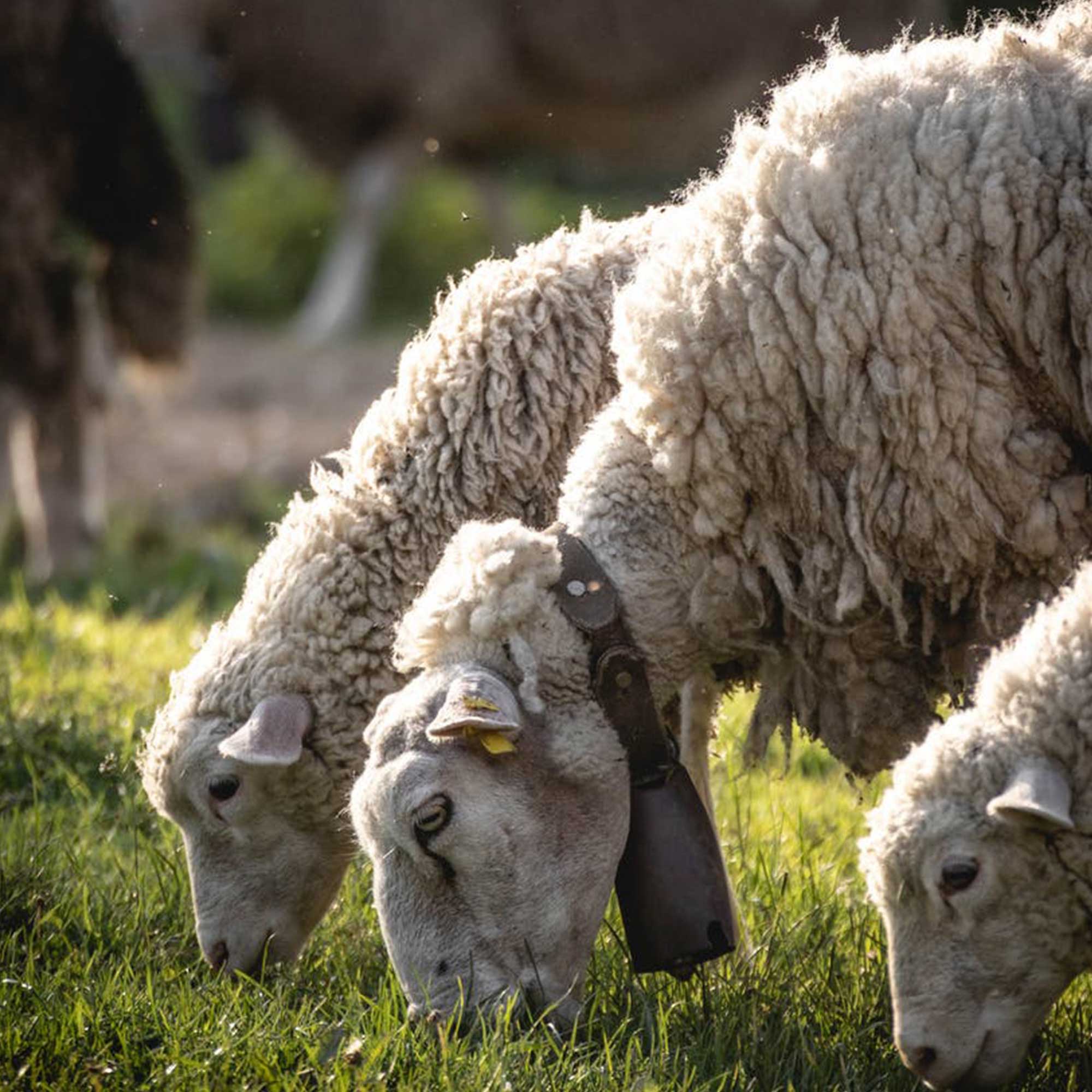 Birlik Hayvancılık